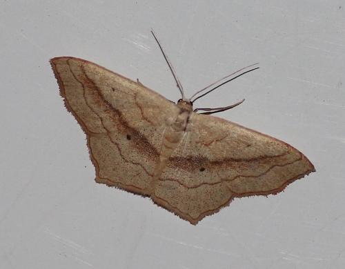 Réf. 191 942 : Scopula imitaria
